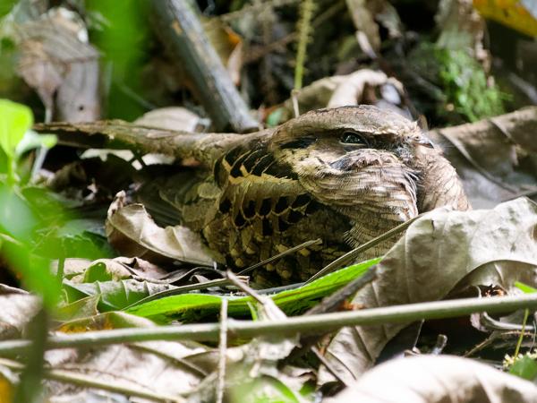 <h3><a href="/trips/costa-rica/biota/animalia/chordata/aves/032 caprimulgiformes/004 caprimulgidae/nyctidromus albicollis/nyctidromus albicollis-nl.html">Nyctidromus&nbsp;albicollis</a> / Pauraque / Pauraque</h3>OM-1 Mark II met OLYMPUS M.150-400mm F4.5 TC, 1/125 sec  bij F5.6, ISO 10000, afstand 8.87&nbsp;m